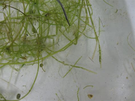 Starry Stonewort: An Example of Invasive Aquatic Algae