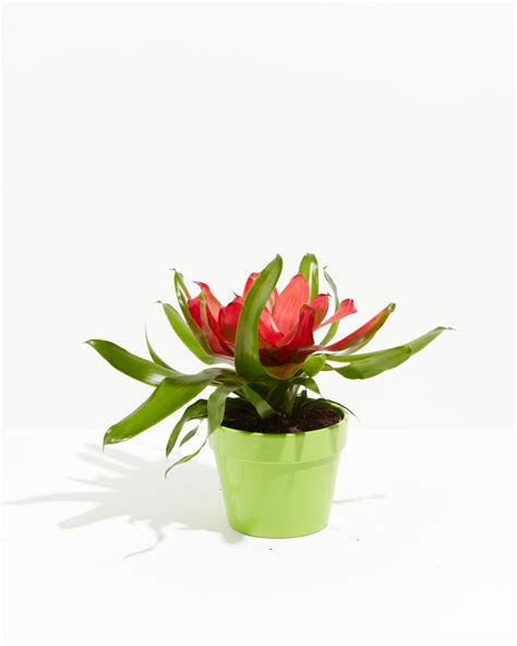 Bromeliad Neoregelia for Sale, Including Care & Growing Tips