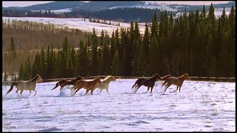 several horses running in the snow with trees and mountains in the ...