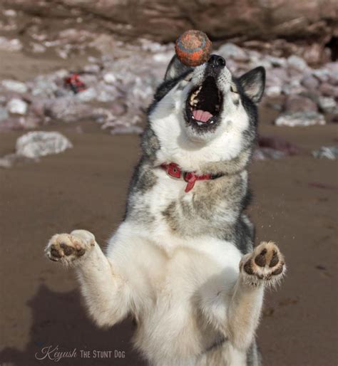 Meet Keyush: The Funniest Husky On Instagram (Really Bad Ball Catcher ...