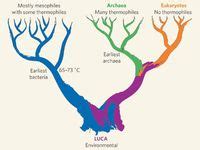 12 Last Universal Common Ancestor ideas | biology, science and nature, ancestor