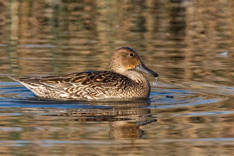 Female Gadwall Duck Photograph by Kathleen Bishop - Fine Art America