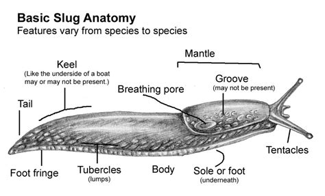 Slugs: Workshop on slug identification - Lizzie Harper