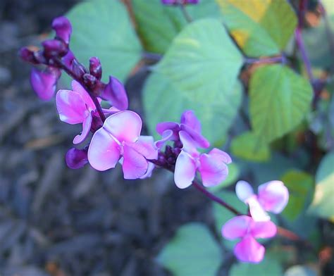 Hyacinth Bean Vines Grow Like Magic! | Dengarden