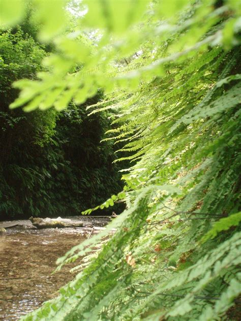 Fern Canyon Free Photo Download | FreeImages