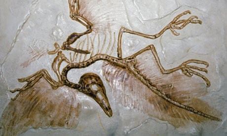 Archaeopteryx in London | Dinosaurs | The Guardian