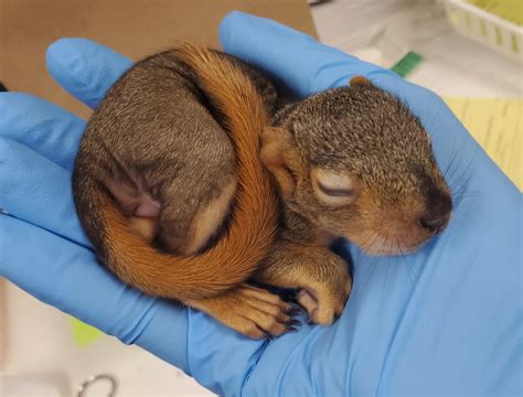 Help Lindsay Wildlife Protect Baby Squirrels this Season - Lindsay ...