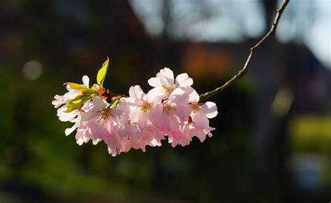 Wallpaper ID: 683258 / blossom, pink, plant, Cherry Blossom, oriental cherry, yoshino-cherry ...