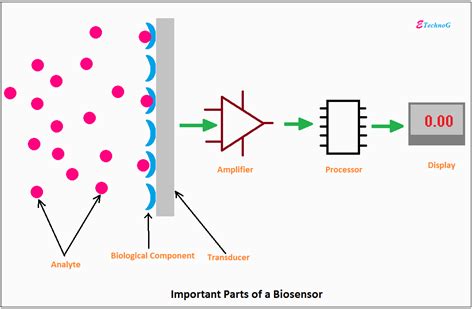 Biosensor Applications, Uses, Examples and Advantages - ETechnoG