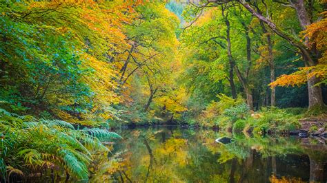 Woods in Autumn: Things to See and Do - Woodland Trust