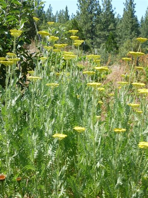 Yarrow Flowers