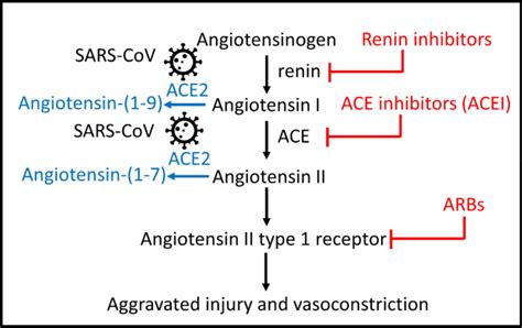 Use of Renin Angiotensin System Blockers in Chronic Kidney Disease | BCNephro