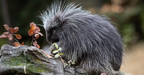 Porcupine vs Lion: Who Would Win in a Fight? - A-Z Animals