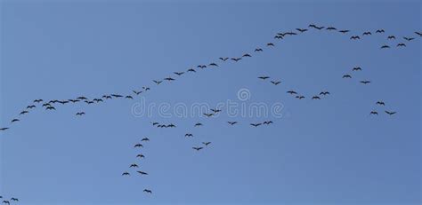 Oies sauvages de migration photo stock. Image du groupe - 86117270