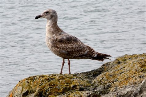 Brown Seagull at Bodega Bay | This brown seagull was flying … | Flickr