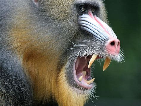 「mandrill」おしゃれまとめの人気アイデア｜Pinterest｜Inspired Greenspaces