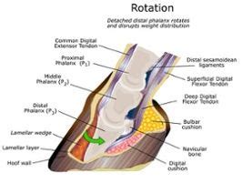 Hidden Dangers: Keeping Horse Founder at Bay | Healthy horses, Horses, Horse health