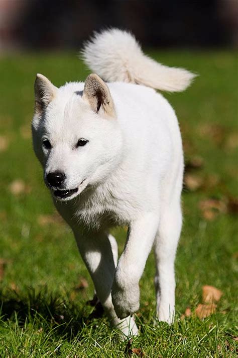 Hokkaido - Dog Breed Information - American Kennel Club | Hokkaido dog, Dogs, Dog breeds