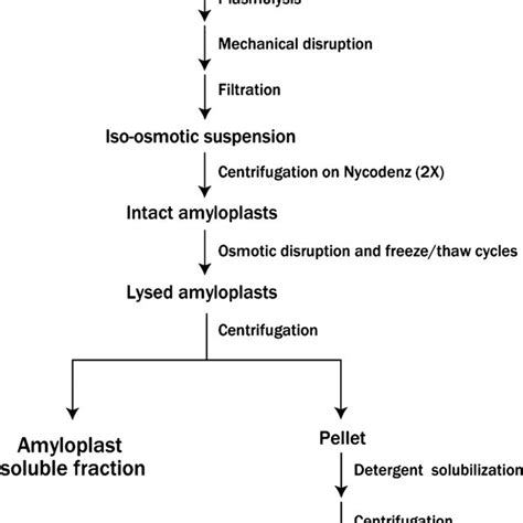 Function of proteins identified in amyloplasts isolated from 10 dpa ...