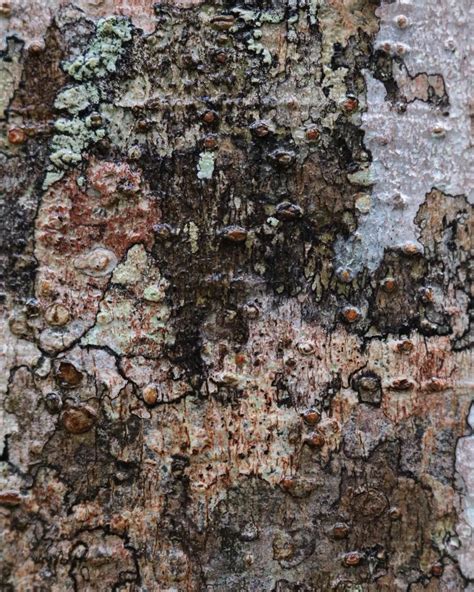 Incredible tree bark in the Daintree rainforest.