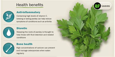 Parsley Compound Apigenin Could Help Prevent Breast Cancer