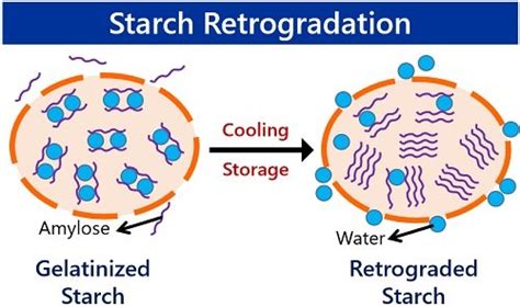 Retrogradation of Starch - Meaning, Process, Examples & Factors ...