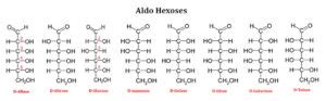 Monosaccharides Short Lecture Notes | EasyBiologyClass