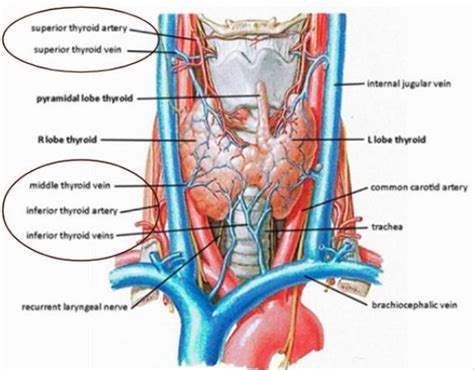 thyroid arteries Diagram | Quizlet