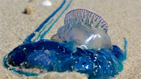 Blue Bottle Jellyfish Wash Up At Mumbai's Juhu Beach Again; Here's Why You Should Be Careful