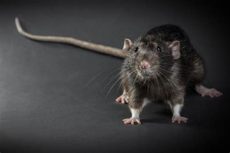 Mouse Tail vs Rat Tail – 7 Key Differences – Mercury Pets