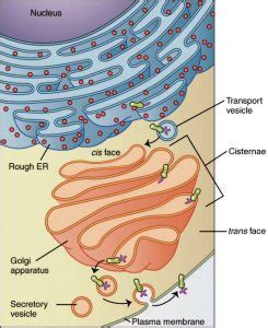 Golgi Apparatus: Structure, Functions and Diagram – StudiousGuy