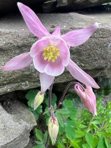 Aquilegia vulgaris Mix