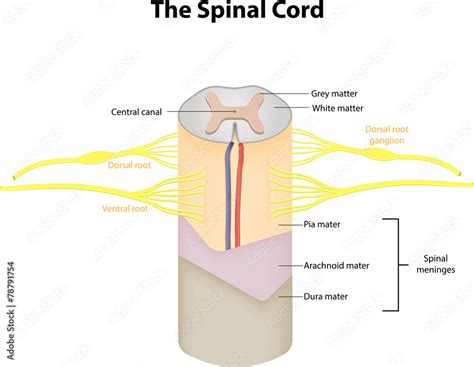 The Spinal Cord Labeled Diagram ilustração do Stock | Adobe Stock