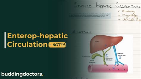 Enterohepatic circulation | From anatomy to physiology and clinical aspects - YouTube