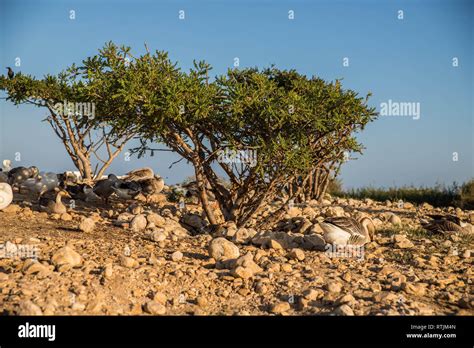 frankincense tree, Boswellia sacra, Mughsail, Salalah, Oman Stock Photo - Alamy