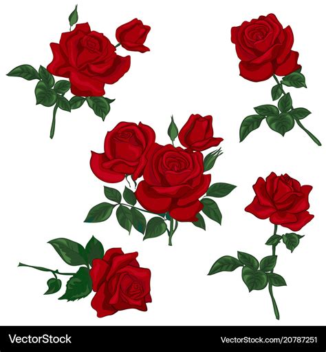 Set red rose Royalty Free Vector Image - VectorStock