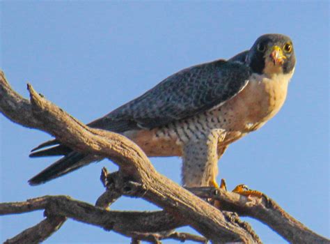 Cannundrums: American Peregrine Falcon