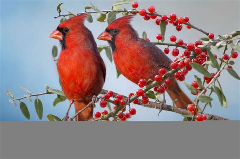 The red cardinal wallpaper | animals | Wallpaper Better