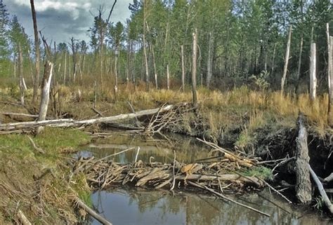 In Oregon, Beaver Dams are Being Used to Restore Habitat | USDA