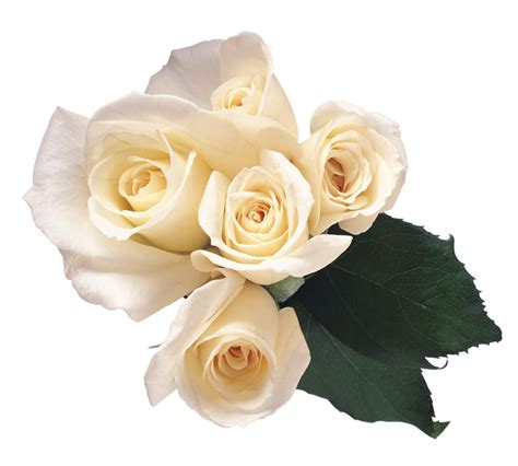 White roses PNG image