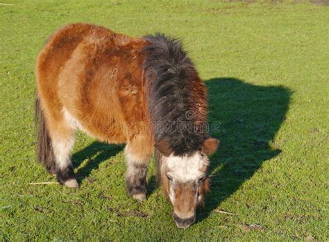 A Brown Shetland Pony In Winter Stock Photo - Image: 28624720