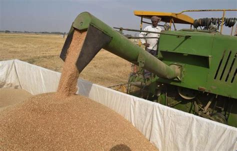 In pictures | How wheat is harvested by man and machine | Hindustan Times