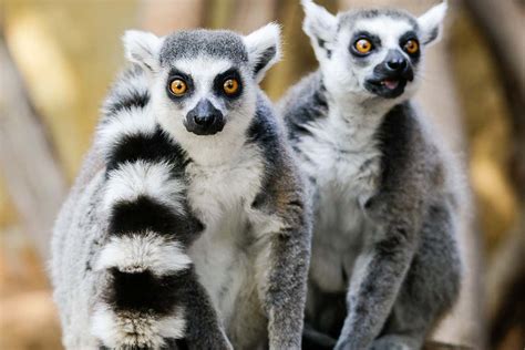 Madagascar's lemurs close to extinction after population crash | New ...