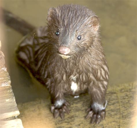 American Mink - Facts, Habitat, Pictures, Predators, Diet and Reproductioin