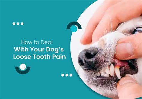 How to Deal with Your Dog's Loose Tooth Pain