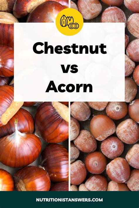 Chestnut vs Acorn: What's the Difference? | Nutritionist Answers