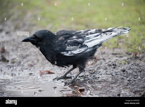 Carrion crow piebald hi-res stock photography and images - Alamy