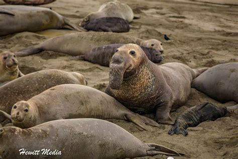 Wanderlust Travel & Photos - Ultimate Guide to Viewing Northern Elephant Seals in California