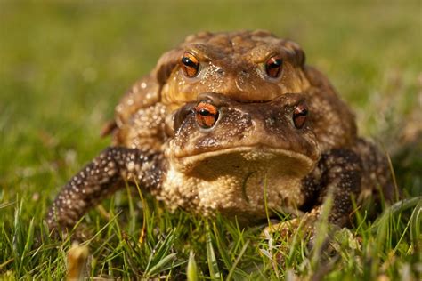 4 species of poisonous toads