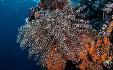 Echinoderms: The Wonderous World of Starfish & Sea Urchins - Earth Life